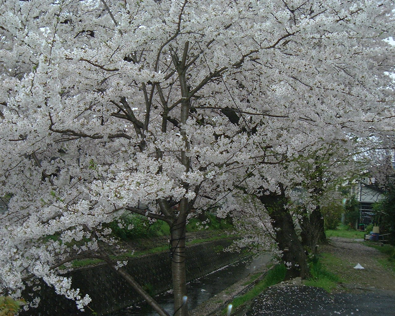 京都の桜 ...