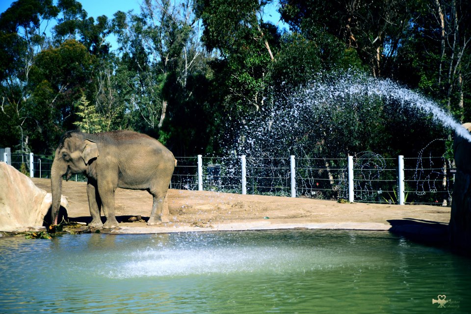 在聖地亞哥動物園拍的旅行照2