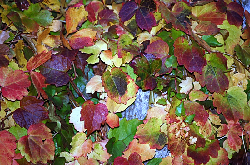 秋天叶儿与花 ...