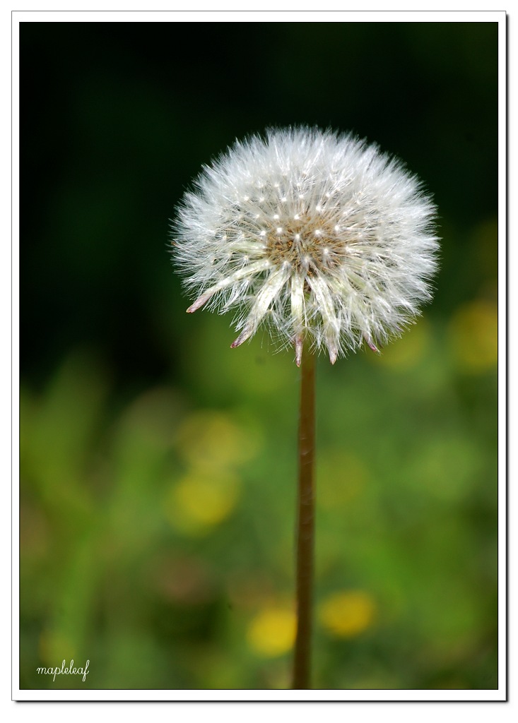 蒲公英 ...