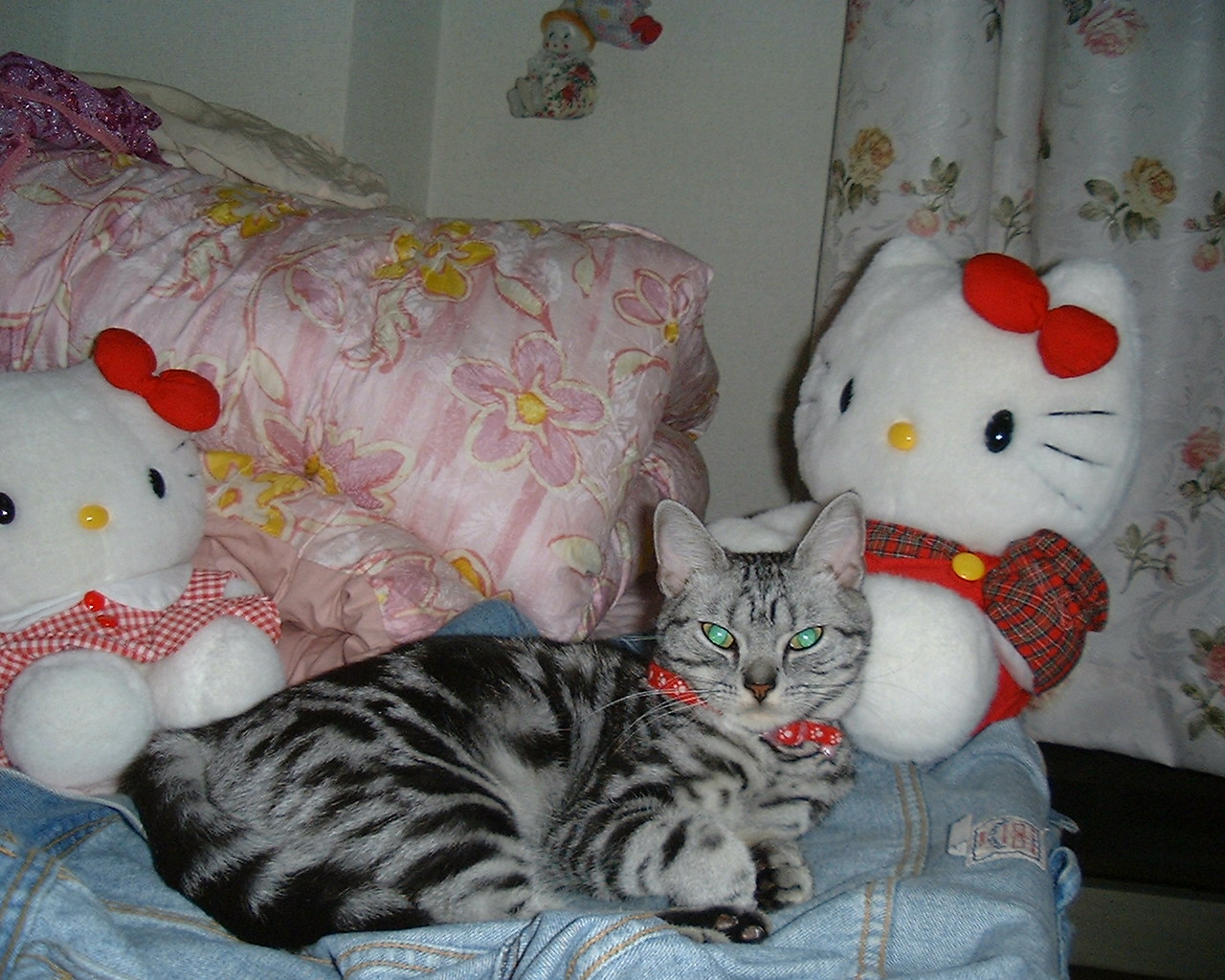 私の可愛い猫 ...