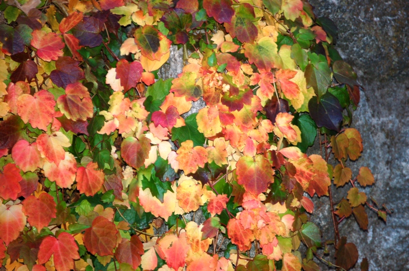 秋天叶儿与花 ...