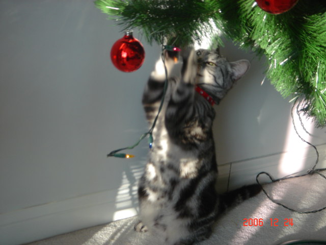 私の可愛い猫 ...