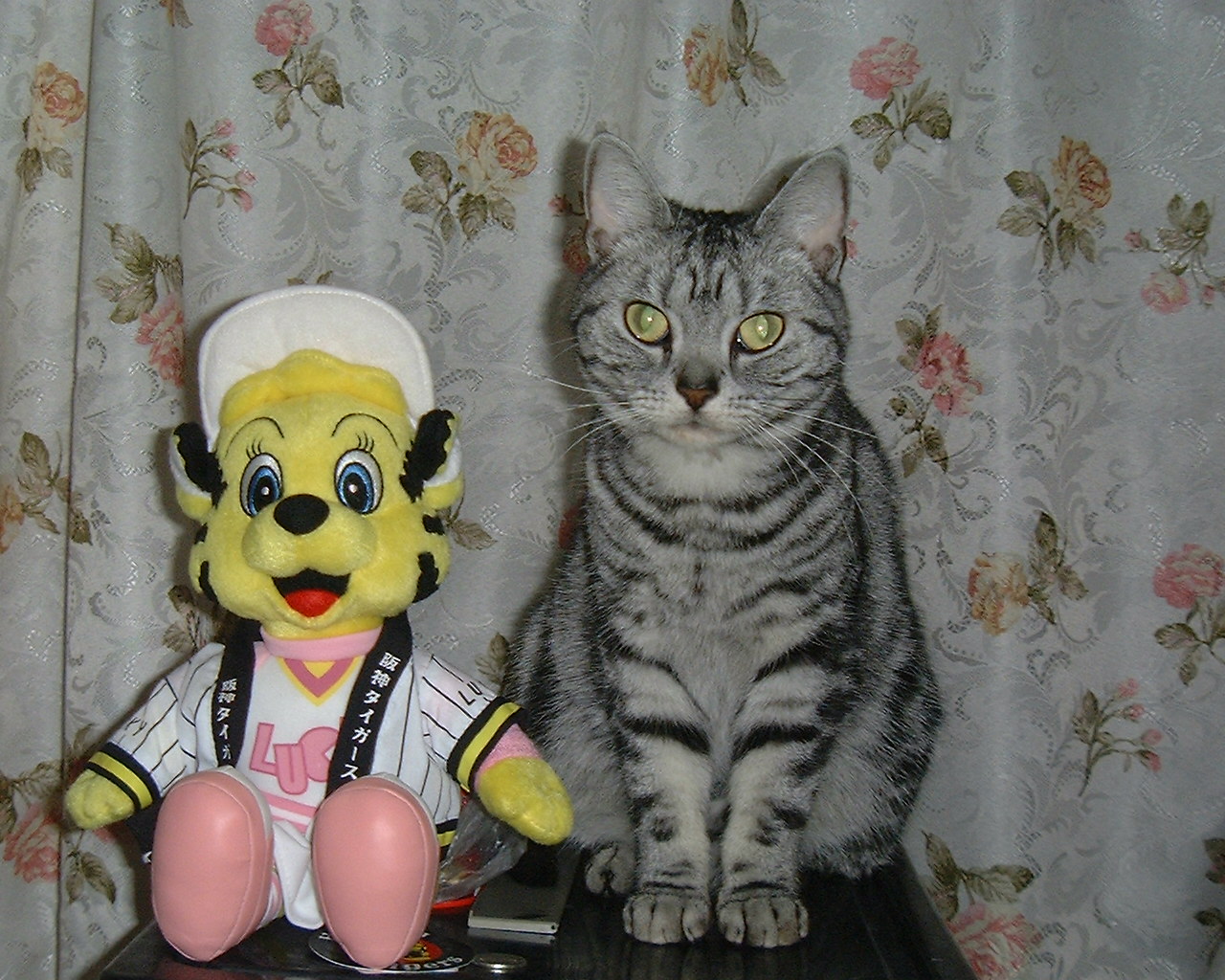 私の可愛い猫 ...