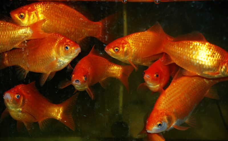 我喜欢的红鲤 ...