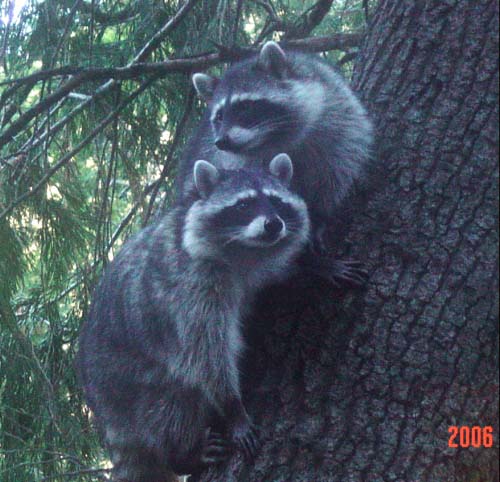 浣熊1 ...