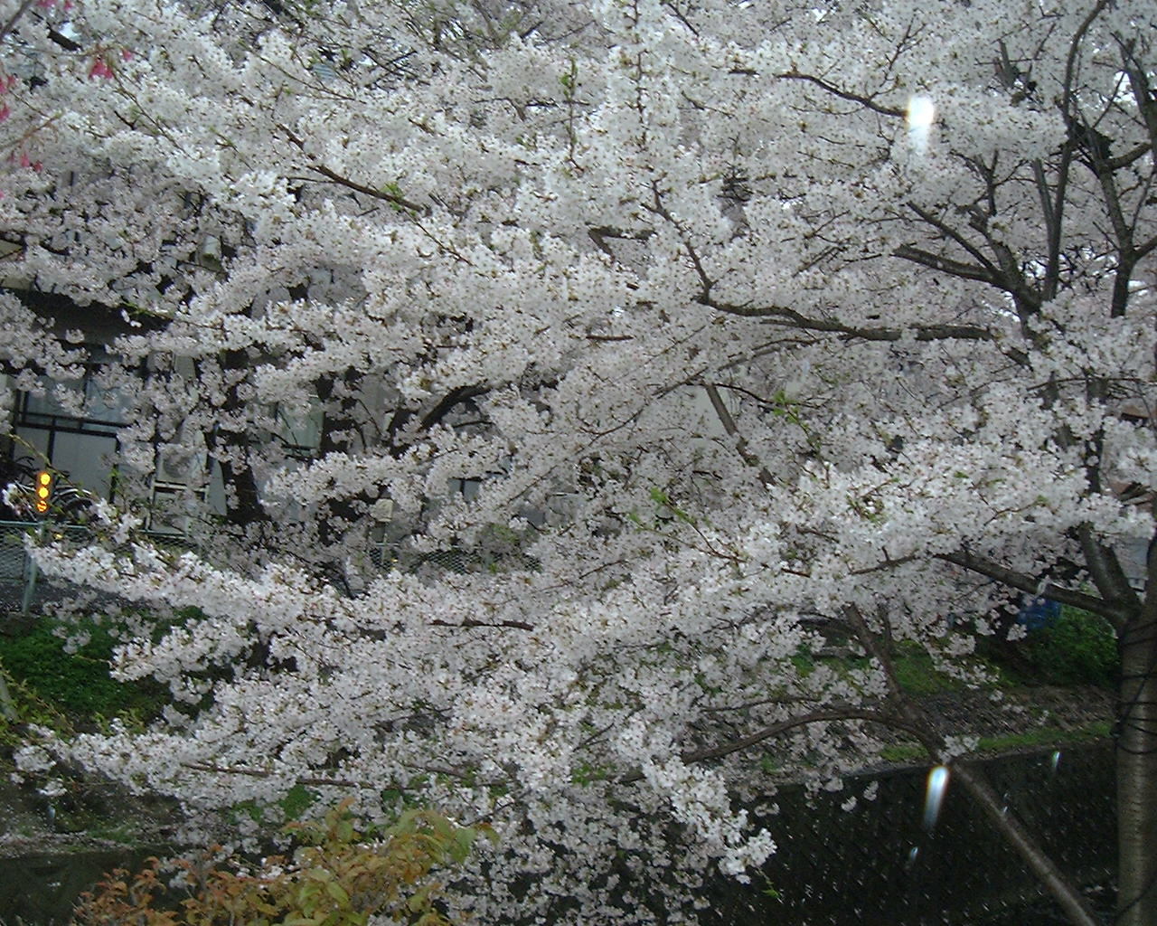 京都の桜 ...