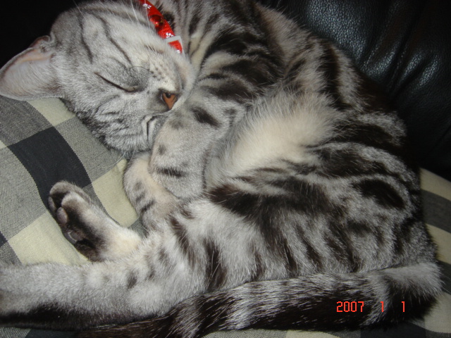 私の可愛い猫 ...