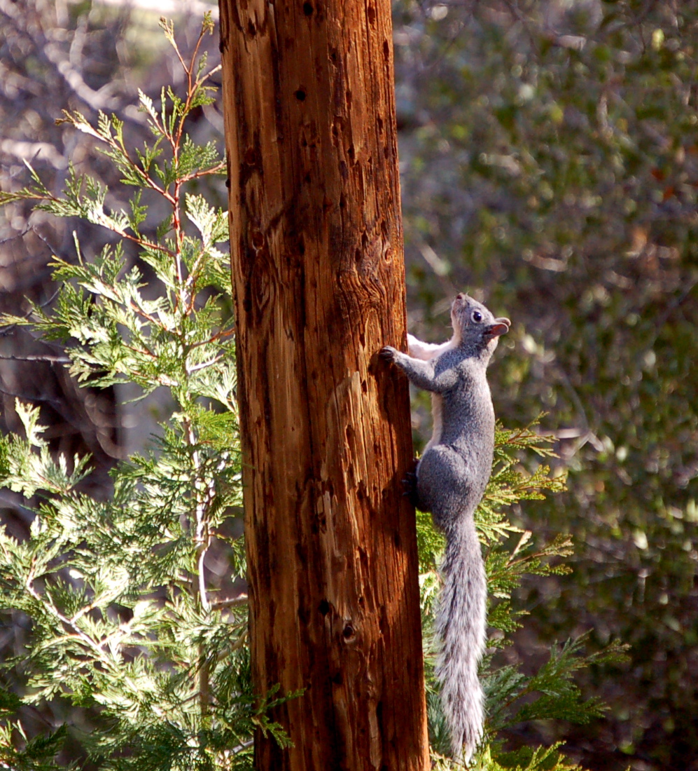 可爱的小松鼠 ...