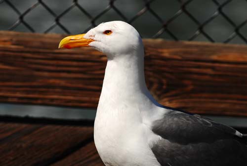 海欧