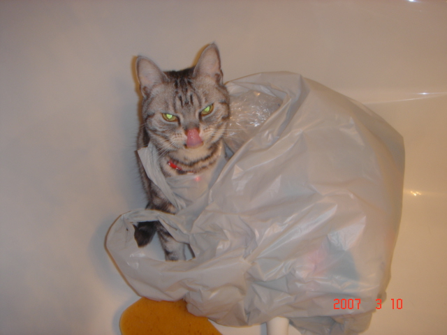 私の可愛い猫 ...