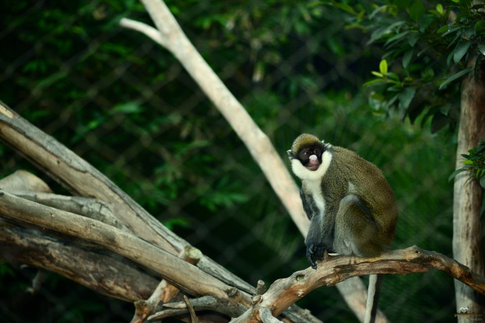 在聖地亞哥動物園拍的旅行照12