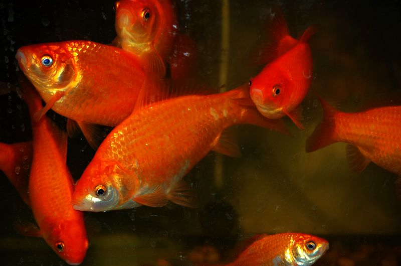 我喜欢的红鲤 ...