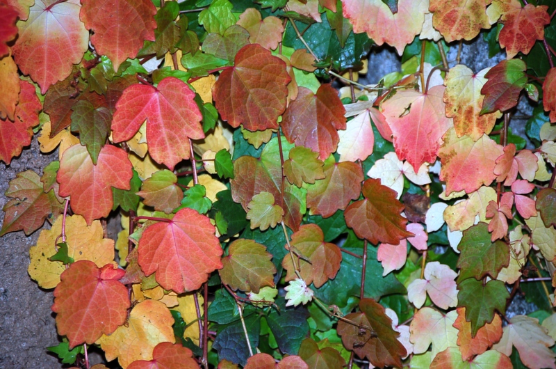 秋天叶儿与花 ...