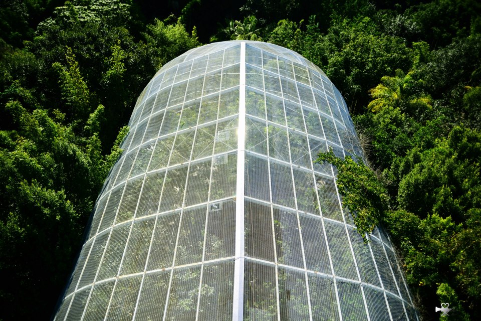 在聖地亞哥動物園拍的旅行照15