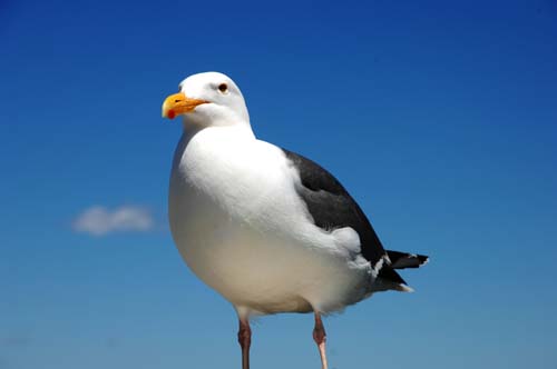 海欧