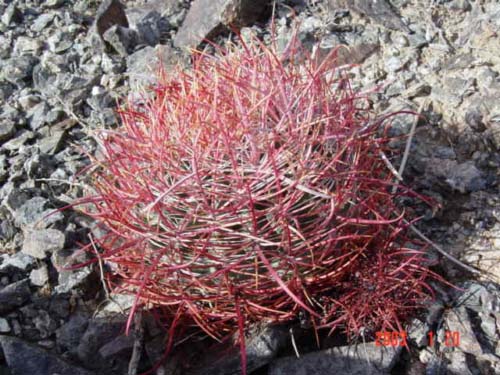 在沙漠中顽强 ...