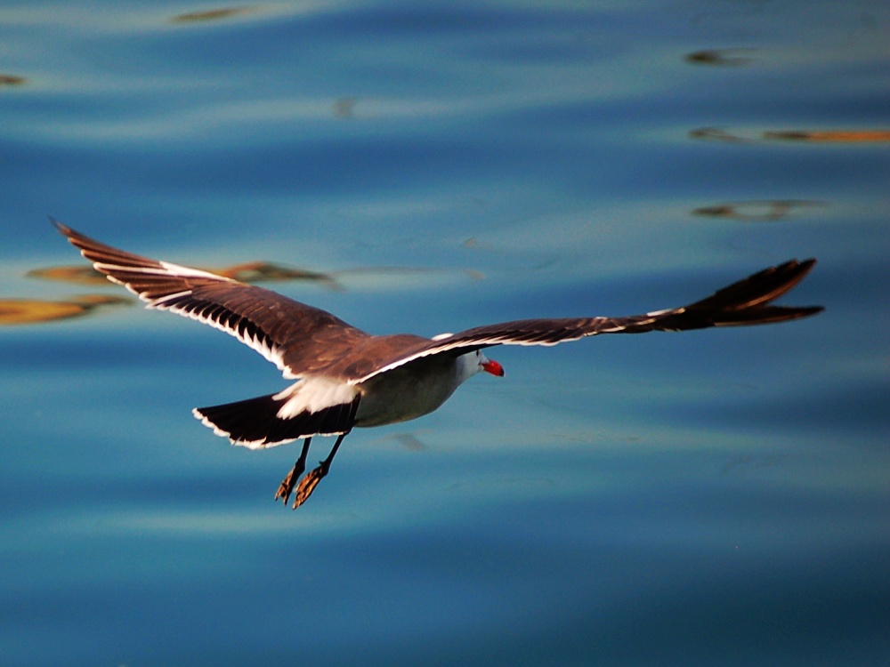 自由傲翔的海 ...